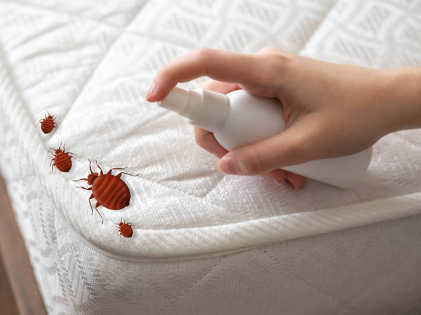 Best Wasp Removal Services  in Gordon Heights, NY