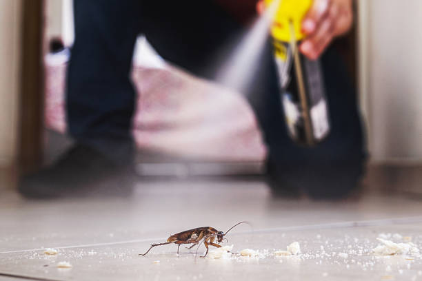 Best Insect Control  in Gordon Heights, NY